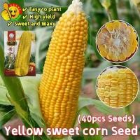ราคา ข้าวโพดหวาน สีเหลือง เมล็ดพันธุ์（20เมล็ด/ซอง）ข้าวโพดหวาน เมล็ด Sweet Glutinous Yellow Corn Seeds Vegetables Seeds (53510141099)