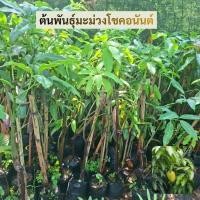 ราคา ต้นพันธุ์มะม่วงโชคอนันต์ ทาบกิ่ง สูงประมาณ50-70 cm (51710350200)
