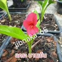 ราคา พุทธรักษาแคระ สีบานเย็น ขุดสดส่งทั้งต้น (52663593110)