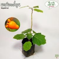 ราคา ต้นมะเขือการ์ตูน หรือ ต้นมะเขือมิกกี้เม้าส์ ( Nipplefruit ) 999garden (17927659343)
