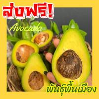 ราคา M Avocado อโวคาโด =1กิโลกรัม= พันธุ์พื้นเมือง อโวคาโด้ อโวคาโด อะโวคาโดสด อโวคาโดสดจากสวนบนดอย อโวคาโดสด อโวคาโด้สด (43155647532)