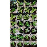 ราคา โชคเก้าชั้น โชคเก้าชั้นด่าง Anthurium​ Renaissance (24556794450)