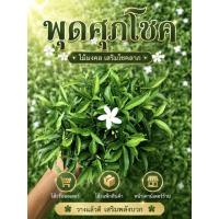 ราคา ต้นพุดศุภโชค ไม้มงคล เสริมโชคลาภ ดอกขาวสวย ปลูกง่าย แดดจัด (54311860695)