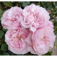 ราคา Rosalind rose กุหลาบตัดดอกของ David Austin ทรงถ้วย กลีบซ้อนแน่น สีมพูหวาน กลิ่นหอมมากกก แนะนำเลยค่ะ (21573979011)