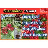 ราคา ต้นสตางค์แดง ต้นกะตังใบ ไม้ดอก ต้นไม้มงคลเสริมด้านการเงิน สมุนไพรไทย ต้นกล้า เมล็ดพันธุ์ กิ่งตอน ปุ๋ย ดิน กระถาง ผักสลัด (51555651408)