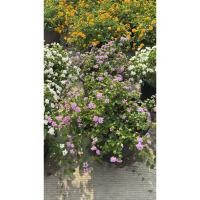 ราคา ผกากรองดอกหอม พันธุ์ใหม่แบบเลื้อย Lantana camara L. ผกากรองดอกหอม 12-15นิ้ว ชุดนี้มาทุกสีเลยจร้าน (52756215030)