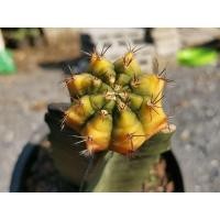 ราคา ซีเปียเอ Sepia A Gymnocalycium​ ไม้กราฟ #A1 Cactus ไม้ด่าง ไม้กราฟ ด่าง แคคตัส กระบองเพชร ไม้อวบน้ำ ยิมโนด่าง (7678137722)