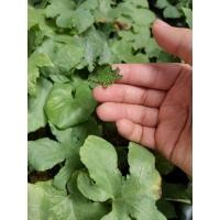 ราคา มะพร้าวทะเลทรายใบองุ่น Dorstenia contrajerva ️ ️ (14286745501)