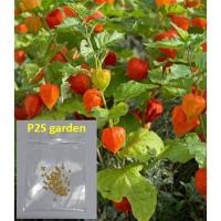ราคา เมล็ดพันธุ์ โทงเทงฝรั่ง เคพกูสเบอร์รี่ (cape gooseberry) สีแดง เมล็ดพันธุ์นำเข้า (20451195558)