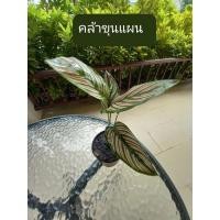 ราคา ต้นคล้าสเน่ห์ขุนแผน พืชอธิษฐาน ต้นไม้มงคลเรียกทรัพย์ ช่วยฟอกอากาศ (14953077109)