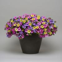 ราคา 25 เมล็ด ดอกพิทูเนีย ดอกพิทูเนียพันธุ์เตี้ย Dwarf Petunia Flower Seed สายพันธุ์ Calibrachoa Mix (26892824489)