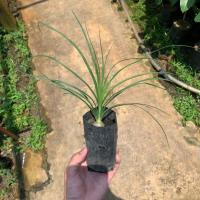 ราคา ต้นกล้าแซ่ม้า พันธุ์นอก (Beaucarnea recurvata) สูง 18-20 ซม. ใบเรียวกว่าทั่วไปสวยมาก (17959890554)