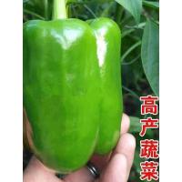 ราคา เมล็ดพริกไทยหวานขนาดใหญ่พิเศษผิวหนาผลไม้บางเนื้อใหญ่หนาเมล็ดพริกไทยสีเขียวพริกหวานกษัตริย์เมล็ดสี่ฤดูกาลเมล็ดพริกไทยกระถาง (27845268538)