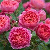 ราคา 20 เมล็ด กุหลาบ Renowned Rose Grower David Austin สายพันธุ์อังกฤษ ดอกกุหลาบ (55309412367)