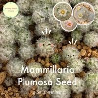 ราคา [ SEED5 ] เมล็ดแมมขนนกขาว Mammillaria Plumosa เมล็ดแคคตัส แคคตัส แมมมิลลาเรีย แมมขนนกขาว เพาะเมล็ด ต้นไม้ (20674300758)
