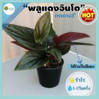ราคา พลูอินโด พลูแดงอินโด พลู พร้อมกระถางขาว 3"ต้นไม้ฟอกอากาศ ประดับโต๊ะทำงาน ต้นไม้มงคล ต้นไม้ประดับ ประดับสวน (13770173479)