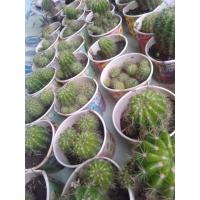 ราคา ต้นกระบองเพชร ดาวล้อมเดือนหัวล่ะ20บาท (7055508498)