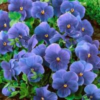 ราคา 50 เมล็ด ดอกหน้าแมว ดอกแพนซี่ Pansy Seeds สายพันธุ์ blue pansy (46809506044)