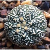 ราคา Cactus แคคตัส แอสโตร วี (1854303079)