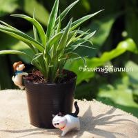 ราคา ต้นเศรษฐีเรือนนอก (Spider plant) ไม้มงคลในความหมายเรื่องเสริมโชคลาภ (3434153000)