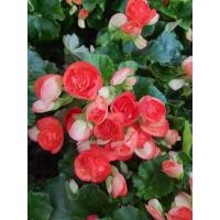 ราคา บีโกเนียดอก กุหลาบนางฟ้าบีโกเนีย #(Begonia) ส่งพร้อมกระถาง 5 นิ้ว (15842083592)