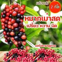 ราคา หมากเม่าสด มะเม่าสด เปรี้ยว หวาน นิดๆ ผลไม้ตามฤดูกาล พร้อม ส่ง 2 กิโล (28838256888)