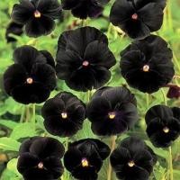 ราคา 50 เมล็ด ดอกหน้าแมว ดอกแพนซี่ Pansy Seeds สายพันธุ์ Black Clear Crystals Viola (40172935542)