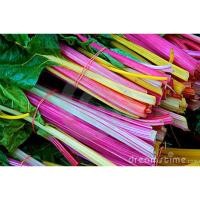 ราคา สวิสชาร์ตคละสี - MIX SWISS CHARD (317481210)