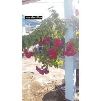ราคา กุหลาบเลื้อย-”วาเลนไทน์เลื้อย“ สีแดง ดอกกดกเป็นช่อ เลี้ยงง่ายมาก ทนโรค (27716687460)