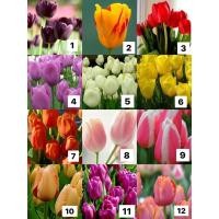ราคา พร้อมส่งค่าาา หัวดอกทิวลิป Tulip ต้นทิวลิป ปลูกง่าย หัวทิวลิปนำเข้าจากฟาร์มต่างประเทศ (18606938768)