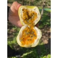 ราคา (สำหรับปลูก) เมล็ดพันธุ์เสาวรสเหลืองหวาน 30 เมล็ด เสาวรสน้ำผึ้ง เสาวรสหวาน เมล็ดพันธุ์แท้!! (47811992327)