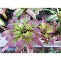 ราคา ขายหน่อหรือต้นลูก #สับปะรดสี #bromeliads #ไม้ประดับ #ไม้แต่งสวน #ไม้มงคล (5394247097)