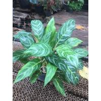 ราคา Aglaonema ต้นอโกลนีมา เขียวหมื่นปี คฑาเงิน (18493985055)