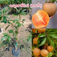 ราคา ต้นละมุดสาลี่ยักษ์ (ทาบกิ่ง) สูง 80-90 ซม. ปลูก 1 ปีติดผล (51907531392)