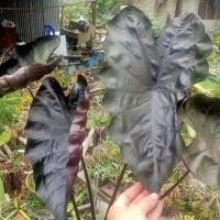 ราคา บอนแบล็คแซฟไฟร์ colocasia black sapphire gecko (13676300730)