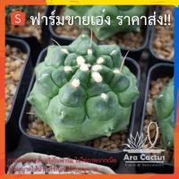 ราคา สวนขายเอง! ยิมโนมอนส์ Gymnocalycium monstrose ไซส์กระถาง 2 นิ้ว แคคตัส กระบองเพชร ต้นไม้ประดับ อวบน้ำ แคนตัส ตะบองเพ (16106758372)