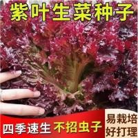 ราคา พร้อมสต็อกการจัดส่งที่รวดเร็ว เมล็ดผักกาดหอมใบสีม่วงอินทรีย์สลัดเมล็ดพันธุ์ผักสี่ฤดูกาลปลูกทนความร้อนลานแดจอนผักเมล็ด (48164733495)