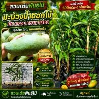 ราคา ต้นมะม่วงน้ำดอกไม้มันกิ่งทาบพร้อมปลูก❗️ มีให้เลือก2ขนาด❗️รับประกันสายพันธุ์แท้มีหน้าสวนรับรอง (6935861848)