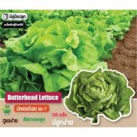 ราคา เมล็ดพันธุ์บัตเตอร์เฮด Butterhead Lettuce บรรจุ 500 เมล็ด เมล็ดพันธุ์อินทรีย์ อัตราการงอกสูง สินค้าพร้อมจัดส่งทุกวัน !!! (11045972746)