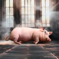 ราคา น่ารักน่ารักจําลองหมูหมอนตุ๊กตาส่งแฟนของขวัญวันหยุดนอนตุ๊กตาหากินของขวัญน่าเกลียดน่ารักลูกหมูจี้ (52365866000)