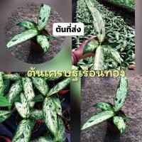 ราคา ต้นเศรษฐีเรือนทอง ไม้มงคลไม้ฟอกอากาศพร้อมส่งค่ะ⭐️ (12339958488)