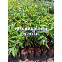ราคา ต้นทุเรียนภูเขาไฟ 100% หมอนทอง จัดส่งพร้อมถุงชำ4นิ้วสูง60-80cmเนื้อดี หวานมัน เนื้อแห้ง (14742083635)