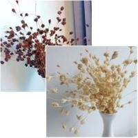 ราคา ดอกไผ่ ไผ่ห้วยลึก ดอกไม้แห้ง ดอกหญ้าแห้ง หญ้าแห้ง DIY ดอกหญ้า ตกแต่ง พร้อพถ่ายรูป (10907251669)