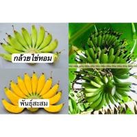 ราคา กล้วยไข่หอม พันธุ์สะสม กล้วยโบราณ ส่งเป็นหน่อสด ตัดหัวแพคส่ง (26770535636)