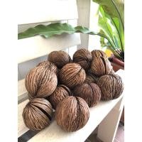 ราคา ลูกตีนเป็ดน้ำ คละไซด์ ปลูกเองตามธรรมชาติ (26713378502)