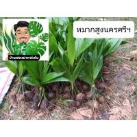 ราคา ต้นหมาก กล้าหมากสูง20เซนขึ้นไป (10910136151)