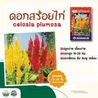 ราคา เมล็ดดอกสร้อยไก่ celosia plumosa ปริมาณ400เมล็ด เมล็ดพันธุ์ดอกไม้ เมล็ดพันธุ์ดอกสร้อยไก่ ดอกสร้อยไก่ เมล็ดดอกไม้ ตราภูเ (7058889484)