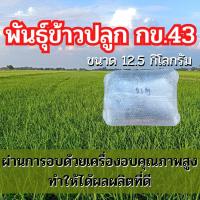 ราคา พันธุ์ข้าว กข43 ข้าวปลูก กข43 เมล็ดพันธุ์พันธุ์ข้าว กข43 (12.5 กิโลกรัม) (5941497979)