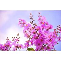 ราคา ต้นพันธุ์ต้นตะแบก ดอกสวยสีชมพูไม้เนื้อแกร่งทนแล้ง ถุงดำ 49 บาท (12430203270)