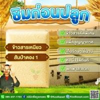 ราคา ข้าวสาร ชิมก่อนปลูก​​ ข้าวเหนียว สันป่าตอง 1 ข้าวใหม่ ยอดนิยม เหนียวหนึบ เมล็ดสวย นุ่ม 1-3 กก. คูลเกษตร ไรซ์ KS22 (51007260324)